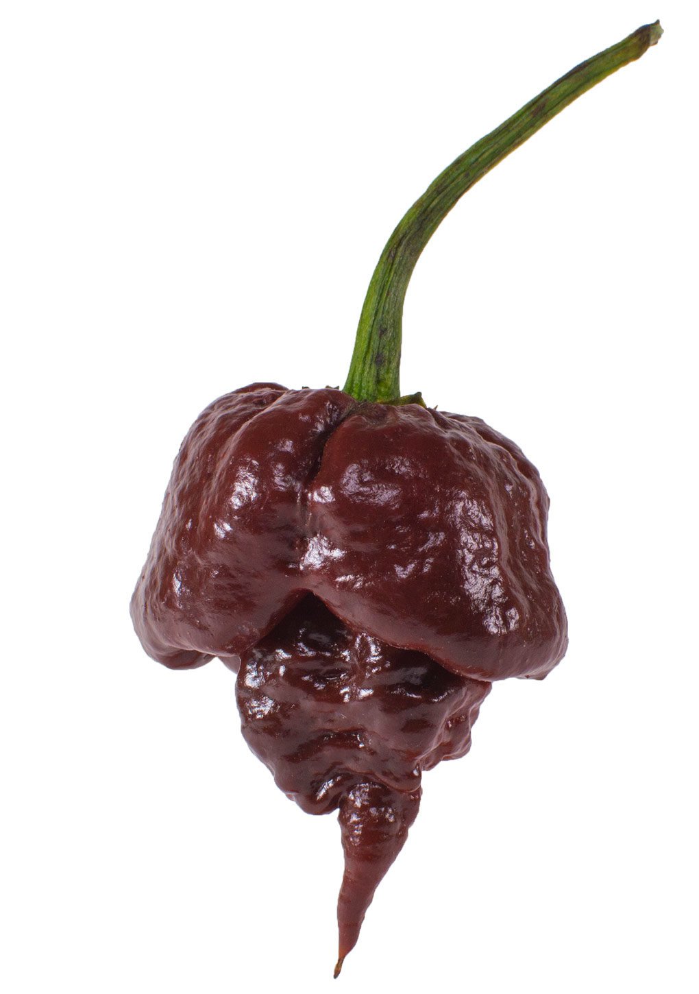 Trinidad Scorpion Chocolate Chili semiačka