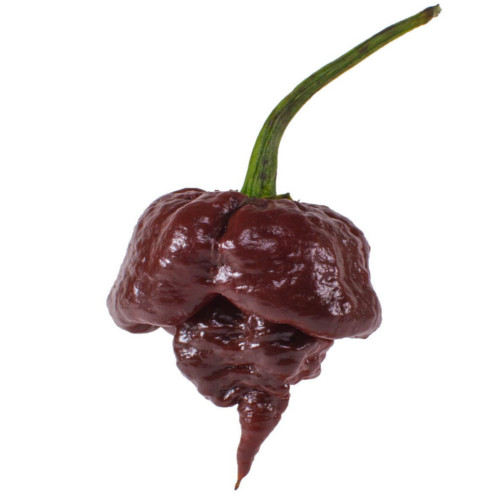 Carolina Reaper Chocolate Chili semiačka