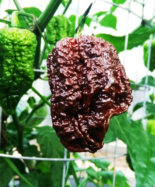 Nagabrain Chocolate semiačka