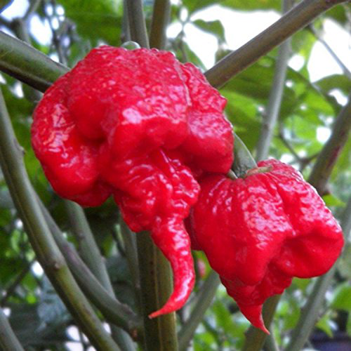 Carolina Reaper "HP22B Selected" Chili semiačka