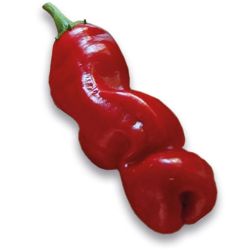 Roter Penis - Peter Pepper Chili semiačka